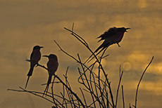 Morgenstimmung am Sambezi